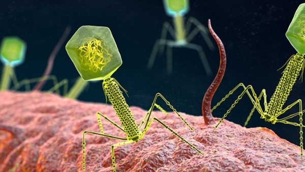 Bacteriophages